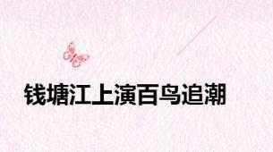 钱塘江上演百鸟追潮
