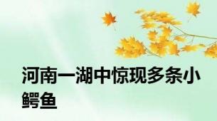 河南一湖中惊现多条小鳄鱼