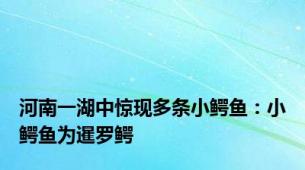 河南一湖中惊现多条小鳄鱼：小鳄鱼为暹罗鳄