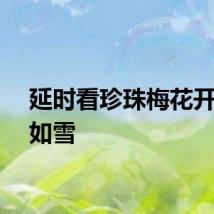 延时看珍珠梅花开璀璨如雪