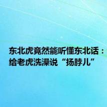 东北虎竟然能听懂东北话：饲养员给老虎洗澡说“扬脖儿”