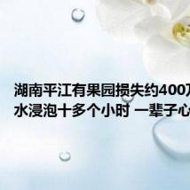 湖南平江有果园损失约400万：洪水浸泡十多个小时 一辈子心血没了