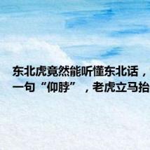 东北虎竟然能听懂东北话,饲养员一句“仰脖”,老虎立马抬头