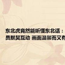 东北虎竟然能听懂东北话：与饲养员默契互动 画面温馨而又有趣