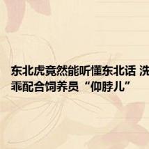 东北虎竟然能听懂东北话 洗澡时乖乖配合饲养员“仰脖儿”