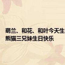 萌兰、和花、和叶今天生日，大熊猫三兄妹生日快乐