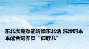 东北虎竟然能听懂东北话 洗澡时乖乖配合饲养员“仰脖儿”