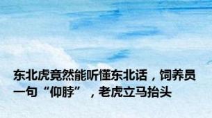 东北虎竟然能听懂东北话，饲养员一句“仰脖”，老虎立马抬头