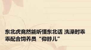 东北虎竟然能听懂东北话 洗澡时乖乖配合饲养员“仰脖儿”
