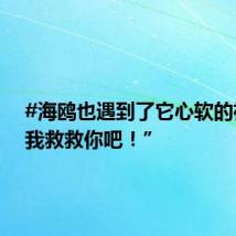 #海鸥也遇到了它心软的神# “我救救你吧！”