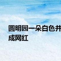 圆明园一朵白色并蒂莲成网红