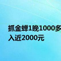 抓金蝉1晚1000多只收入近2000元