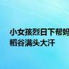 小女孩烈日下帮妈妈割稻谷满头大汗