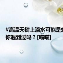 #高温天树上滴水可能是蝉尿#，你遇到过吗？[喵喵]