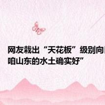 网友栽出“天花板”级别向日葵 “咱山东的水土确实好”