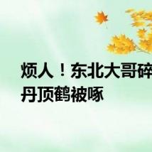 烦人！东北大哥碎碎念丹顶鹤被啄