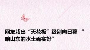 网友栽出“天花板”级别向日葵 “咱山东的水土确实好”
