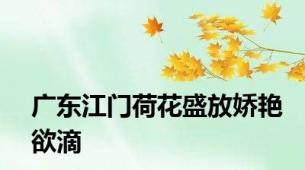 广东江门荷花盛放娇艳欲滴