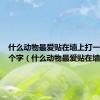 什么动物最爱贴在墙上打一动物两个字（什么动物最爱贴在墙上）