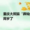重庆大熊猫“莽灿灿”1周岁了