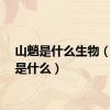 山魈是什么生物（山魈是什么）