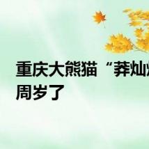 重庆大熊猫“莽灿灿”1周岁了