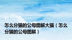 怎么分猫的公母图解大猫（怎么分猫的公母图解）