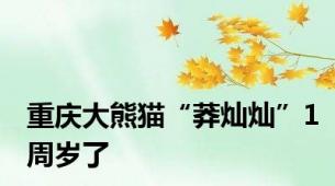 重庆大熊猫“莽灿灿”1周岁了