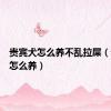 贵宾犬怎么养不乱拉屎（贵宾犬怎么养）