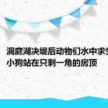 洞庭湖决堤后动物们水中求生:3只小狗站在只剩一角的房顶