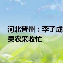 河北晋州：李子成熟季 果农采收忙
