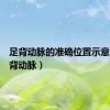 足背动脉的准确位置示意图（足背动脉）