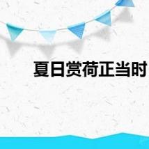 夏日赏荷正当时