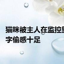 猫咪被主人在监控里喊名字偷感十足