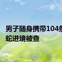 男子随身携带104条活体蛇进境被查