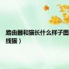 路由器和猫长什么样子图片（无线猫）