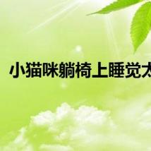 小猫咪躺椅上睡觉太惬