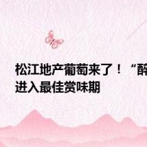 松江地产葡萄来了!“醉金香”进入最佳赏味期