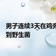 男子连续3天在鸡旁边捡到野生菌