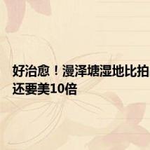 好治愈!漫泽塘湿地比拍出来的还要美10倍