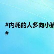 #内耗的人多向小猫学习#