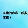 家猪的寿命一般多少年（家猪）