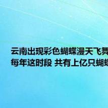 云南出现彩色蝴蝶漫天飞舞奇观:每年这时段 共有上亿只蝴蝶飞出