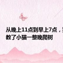 从晚上11点到早上7点,猫妈妈教了小猫一整晚爬树