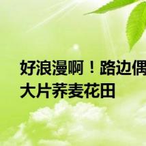 好浪漫啊！路边偶遇一大片荞麦花田