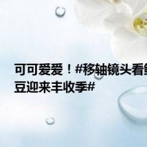 可可爱爱!#移轴镜头看鲜食毛豆迎来丰收季#