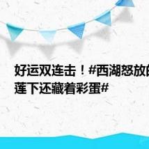 好运双连击！#西湖怒放的并蒂莲下还藏着彩蛋#