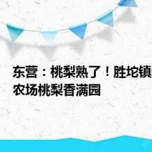 东营:桃梨熟了!胜坨镇的泰升农场桃梨香满园