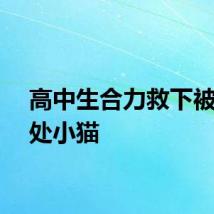高中生合力救下被困高处小猫