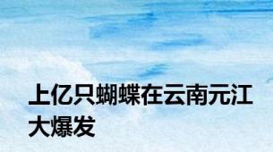 上亿只蝴蝶在云南元江大爆发